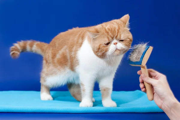 Exotic shorthair is very pleased isolated — Stock Photo, Image