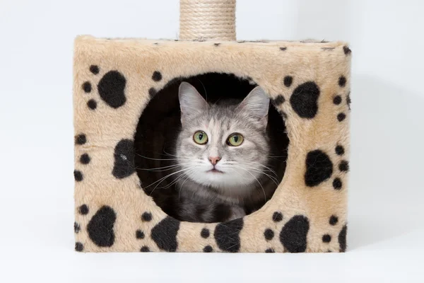 Gray cat in cats house isolated — Stock Photo, Image