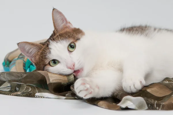Gato brincalhão isolado em branco — Fotografia de Stock