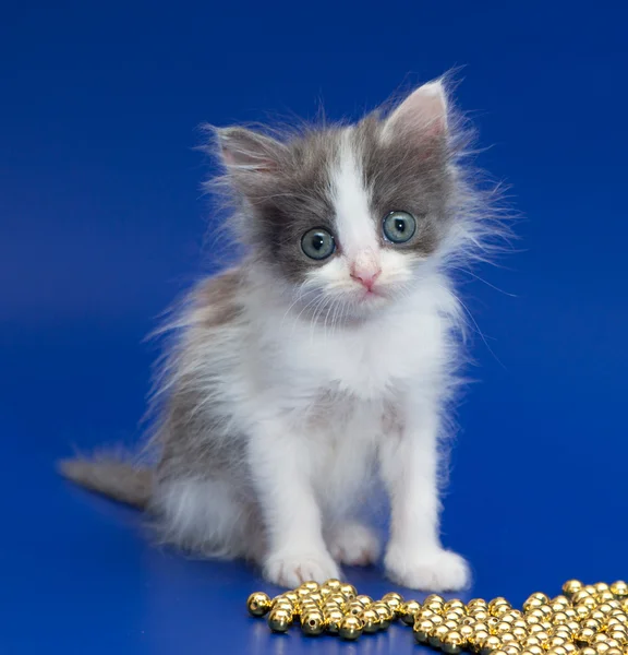 Very little kitten looks admiringly — Stock Photo, Image