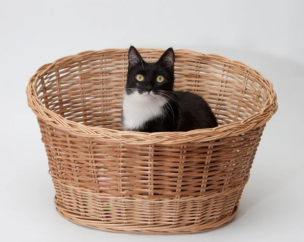 BW cat in the basket isolated — Stock Photo, Image