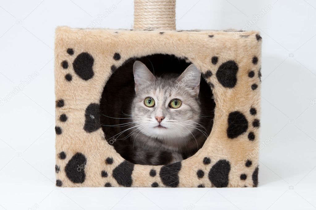 Gray cat in cats house isolated