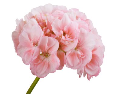 Geranium has a positive energy, creates a warm and cozy in the house. clipart