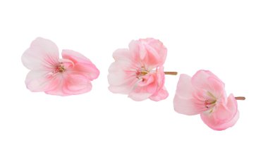 Geranium clipart