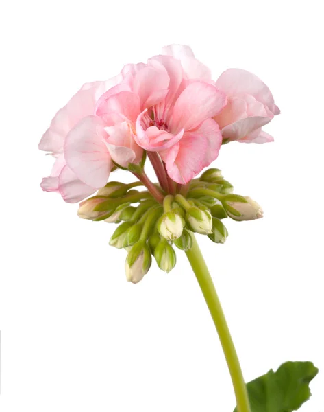 Квітка герані — стокове фото