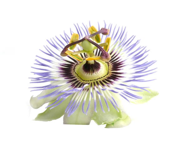 stock image Passiflora