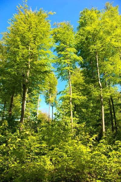Buk lesní — Stock fotografie