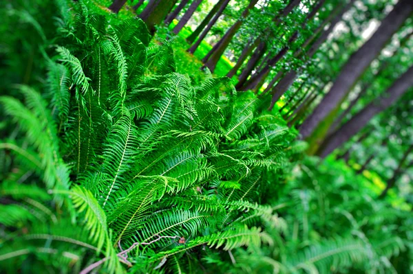 Eğrelti otları orman — Stok fotoğraf