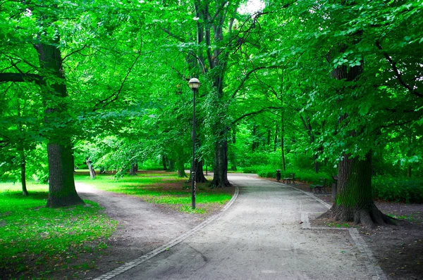 Δρόμος στο πάρκο — Φωτογραφία Αρχείου