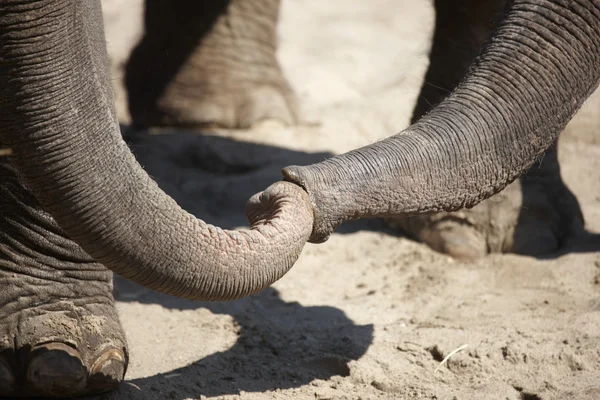 Due elefanti si salutano con i loro tronchi — Foto Stock