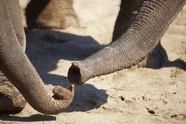 Two elephants greet each other with their trunks — Stock Photo, Image