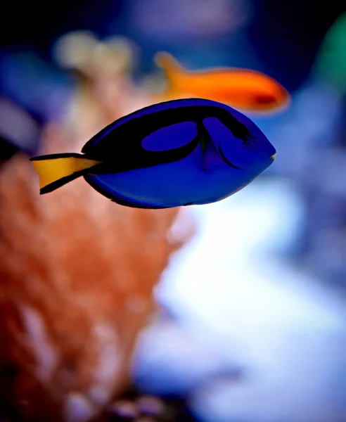 Mundo subaquático — Fotografia de Stock