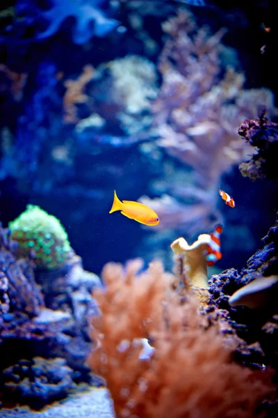Onderwaterwereld — Stockfoto