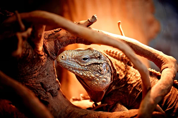 stock image Cuban iguana