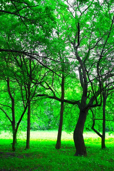 若い森林 — ストック写真