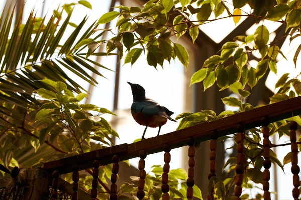 stock image Exotic bird perched on fence