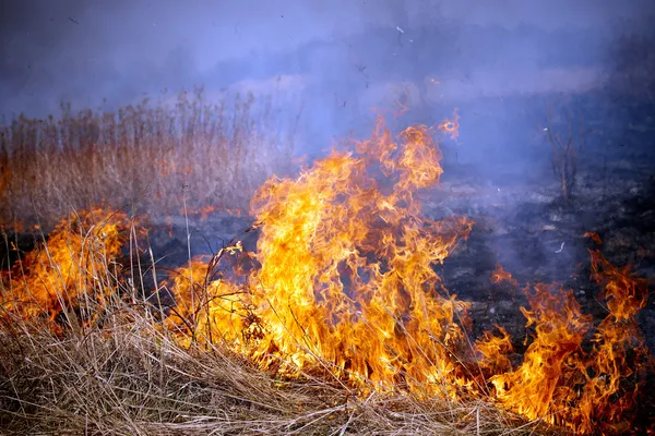 Травяной огонь — стоковое фото