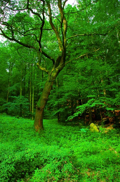 Ανοιξιάτικο δάσος — Φωτογραφία Αρχείου