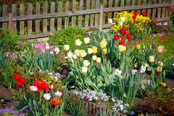 봄 정원 — 스톡 사진