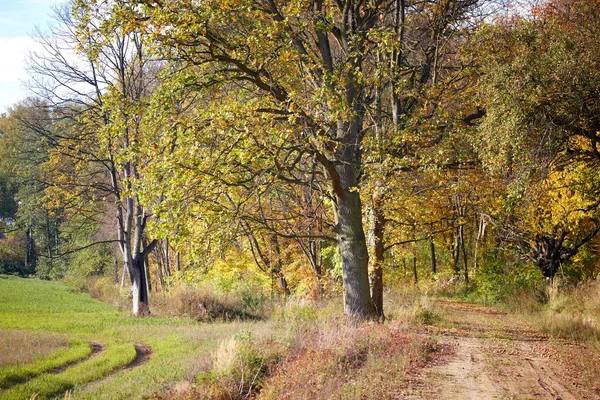 Estrada na floresta na Polónia — Fotografia de Stock