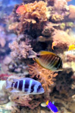 kleurrijke cichlid van lake malawi, Afrika