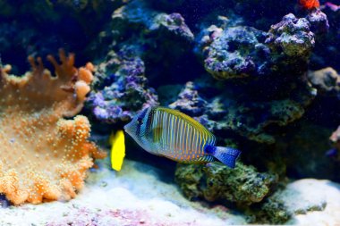 kleurrijke cichlid van lake malawi, Afrika