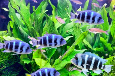 kleurrijke cichlid van lake malawi, Afrika