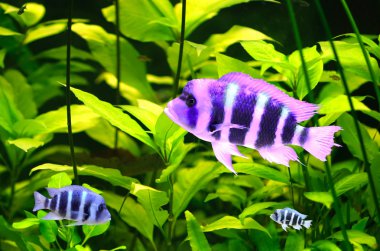 kleurrijke cichlid van lake malawi, Afrika