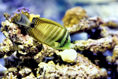 kleurrijke cichlid van lake malawi, Afrika