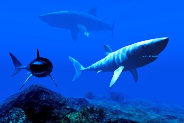 Karayip sularında iki köpekbalığı
