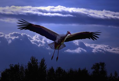 Stork flying over the trees clipart