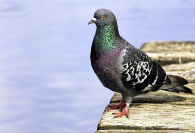 Pigeon clipart