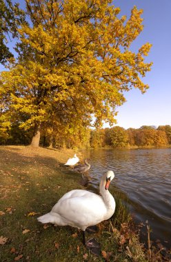 Swan lake clipart