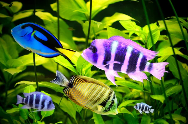 Tropische vissen — Stockfoto