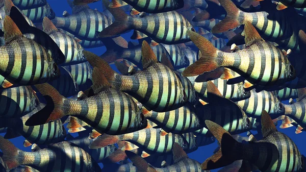 Tropische vissen — Stockfoto