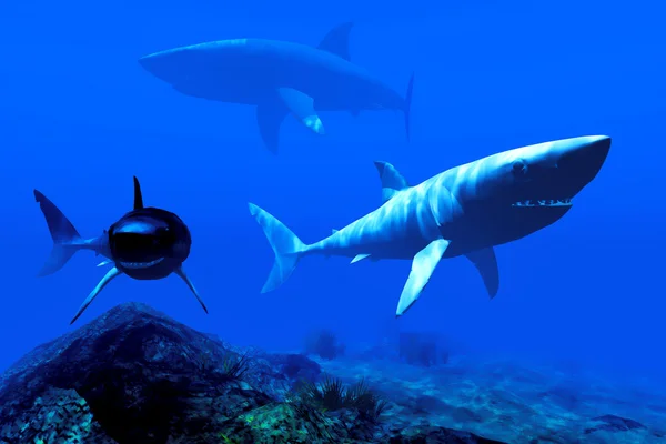 2 つのサメ、カリブ海の海で — ストック写真