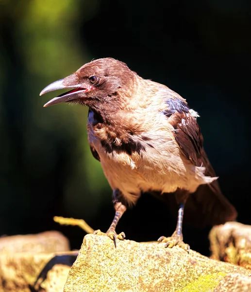 Fechar de um corvo — Fotografia de Stock