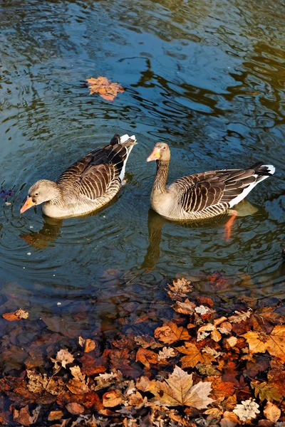 Geese in pond — Stock Photo, Image