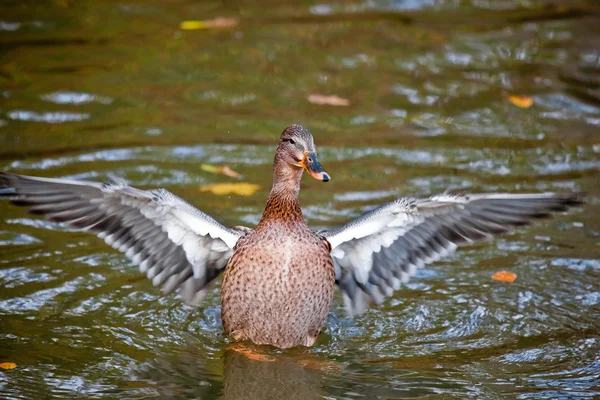 Pato en el estanque —  Fotos de Stock