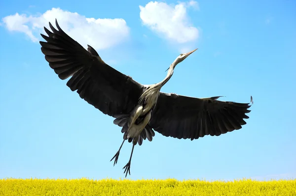 Cegonha branca voando em um céu azul — Fotografia de Stock