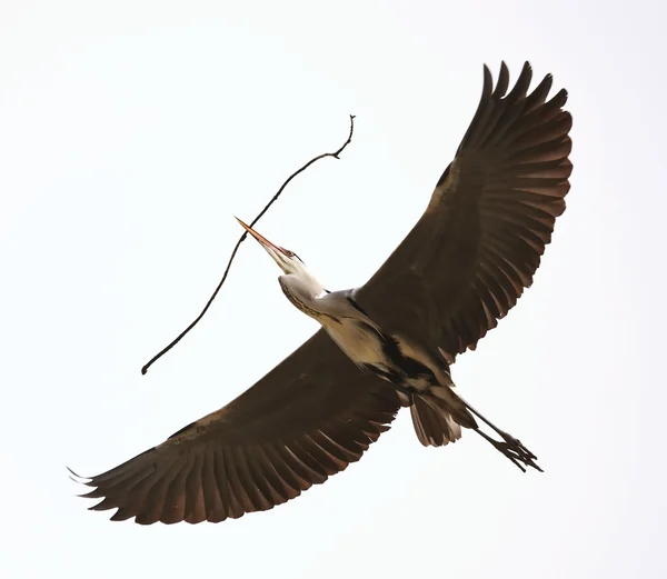 Heron i flyg — Stockfoto