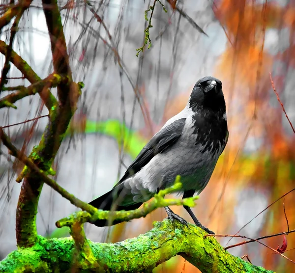 Ворона на дереве — стоковое фото