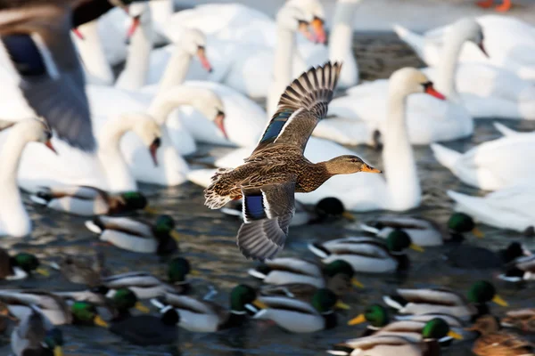 Nehir kenarında su kuşları — Stok fotoğraf