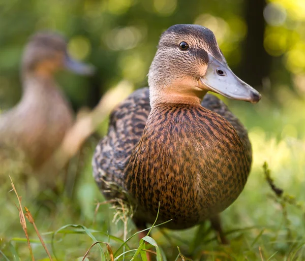 Cute Ducklings — Stock Photo, Image