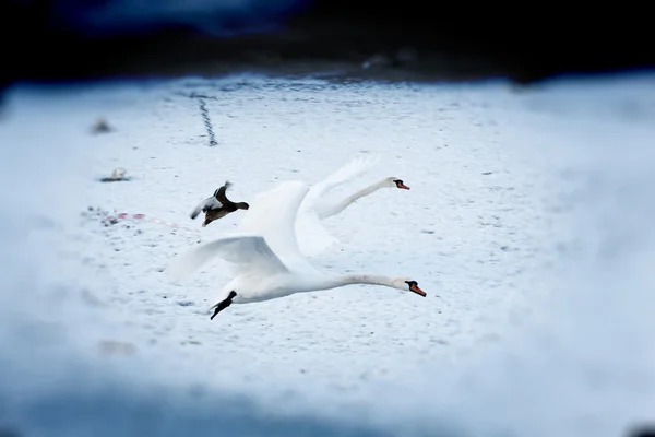 Cisnes graciosos — Fotografia de Stock