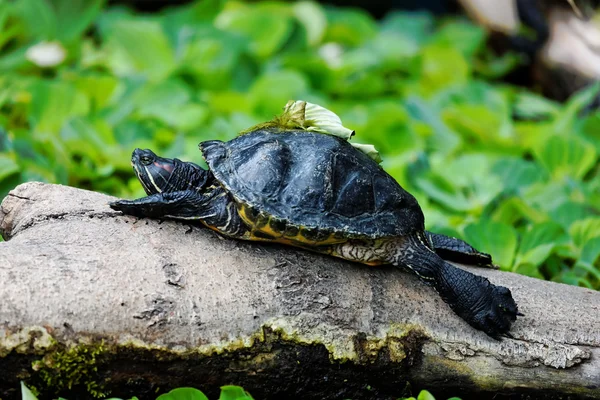 Schildkröte sonnt sich auf einem Baumstamm — Stockfoto