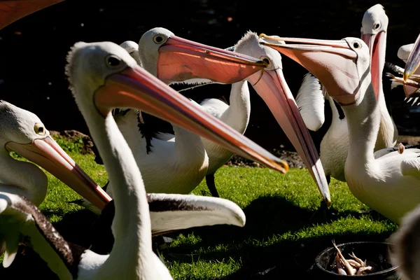 Pelicans — Stock fotografie