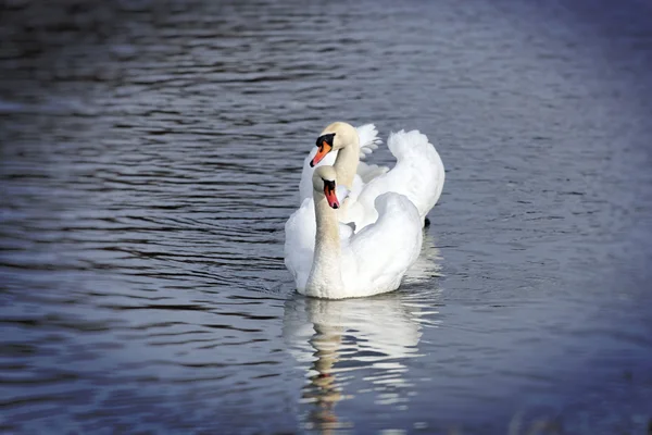 Graceful swans — Stock Photo, Image