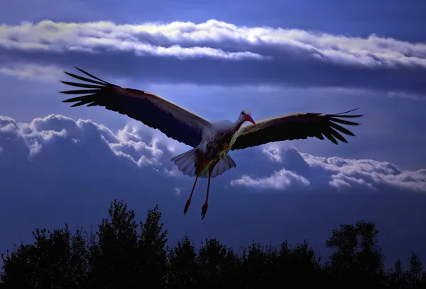 Stork flyger över träden — Stockfoto