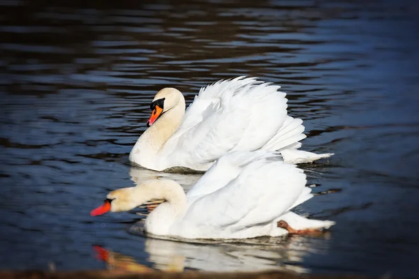 Graceful swans — Stock Photo, Image